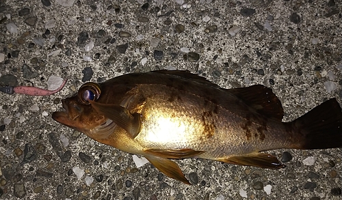 メバルの釣果