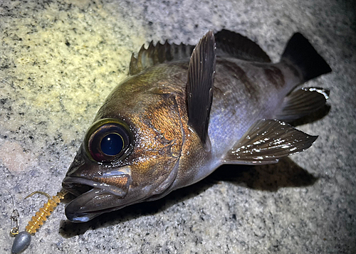 メバルの釣果