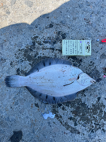 クロガシラガレイの釣果