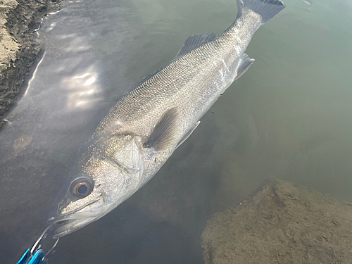 スズキの釣果