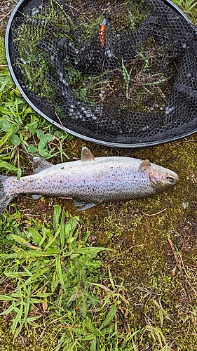 ニジマスの釣果