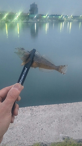 ハゼの釣果