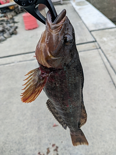 アイナメの釣果