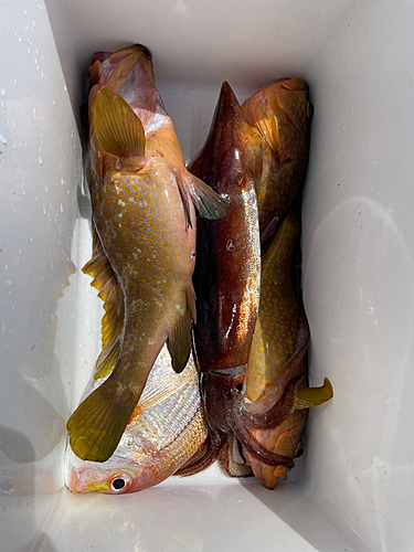 キダイの釣果