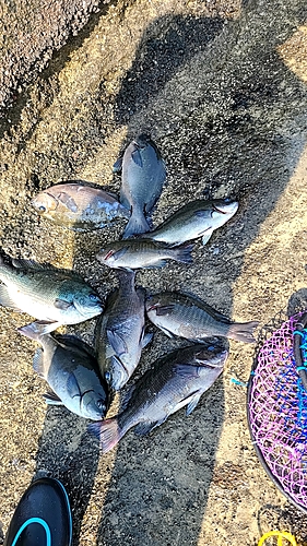 メジナの釣果