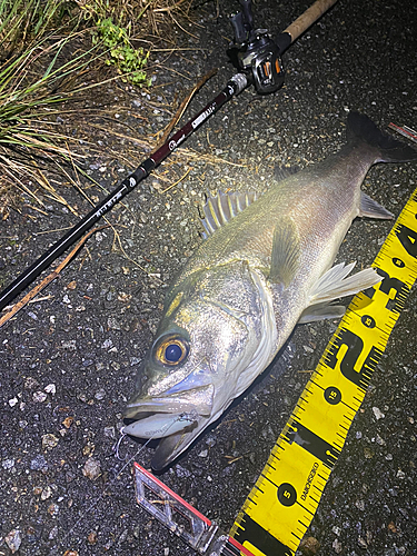 シーバスの釣果