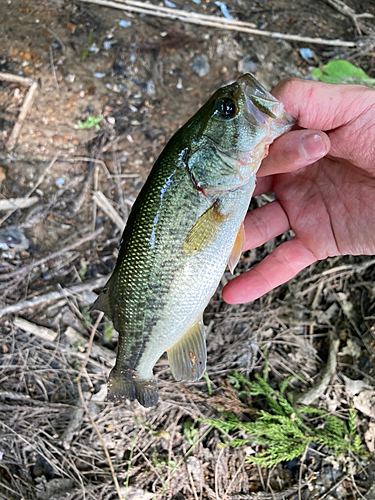 ラージマウスバスの釣果