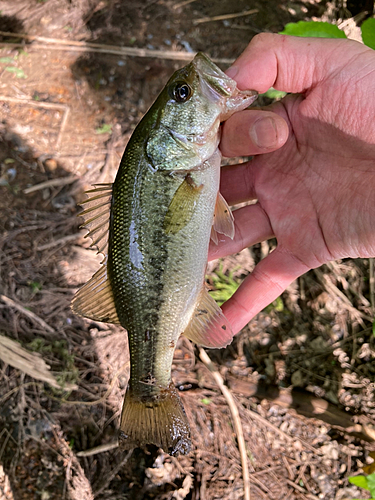 ラージマウスバスの釣果