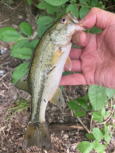 ラージマウスバスの釣果