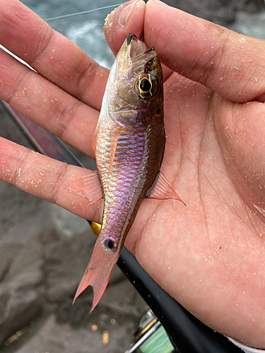 ネンブツダイの釣果