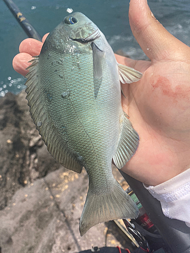 グレの釣果