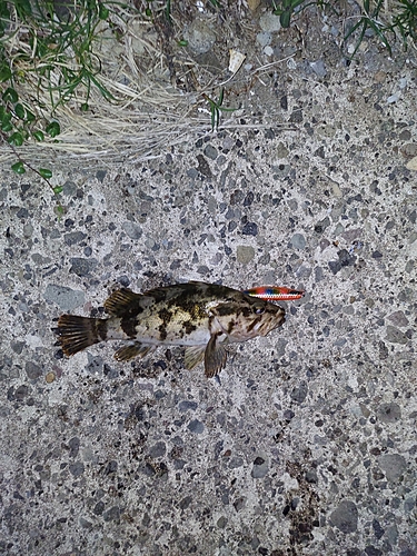 タケノコメバルの釣果