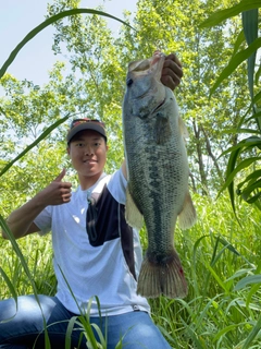 ブラックバスの釣果