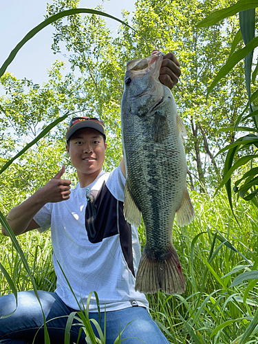 ブラックバスの釣果