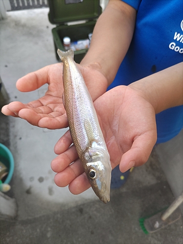 キスの釣果