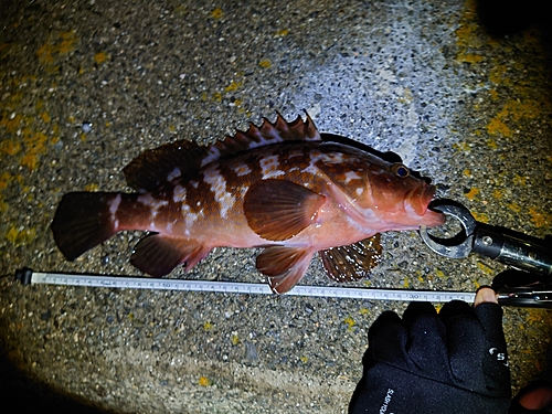 アコウの釣果