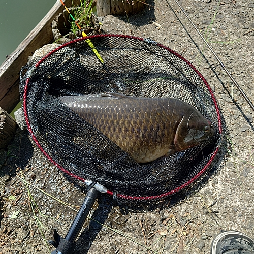 コイの釣果