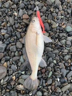 イシモチの釣果