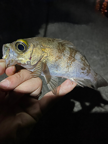 シロメバルの釣果