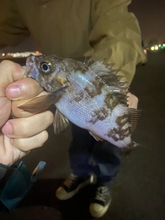 シロメバルの釣果