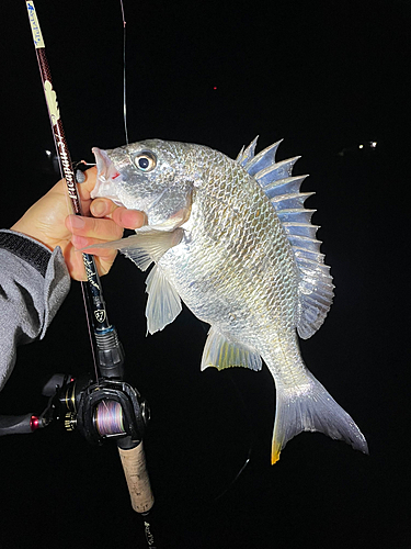 キビレの釣果