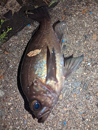 アカメバルの釣果