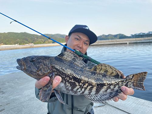 アイナメの釣果