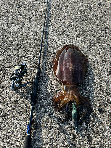 アオリイカの釣果