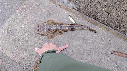 マゴチの釣果