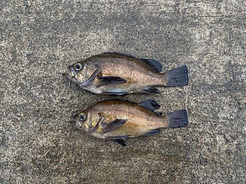 シロメバルの釣果