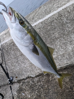 メジロの釣果