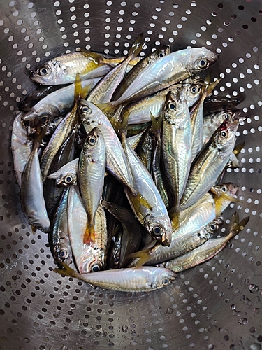 アジの釣果