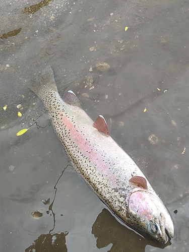 ニジマスの釣果