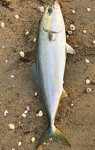 ブリの釣果