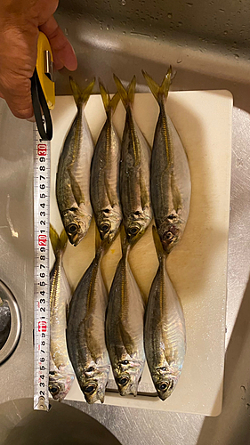 アジの釣果