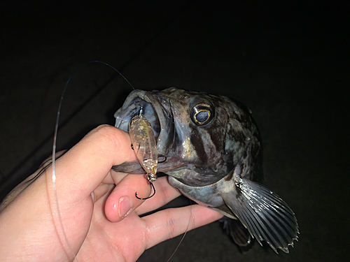 クロソイの釣果