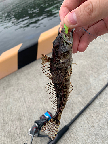 アナハゼの釣果