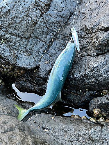 ワカシの釣果