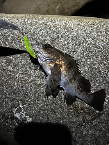 クロメバルの釣果