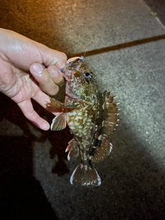 カサゴの釣果