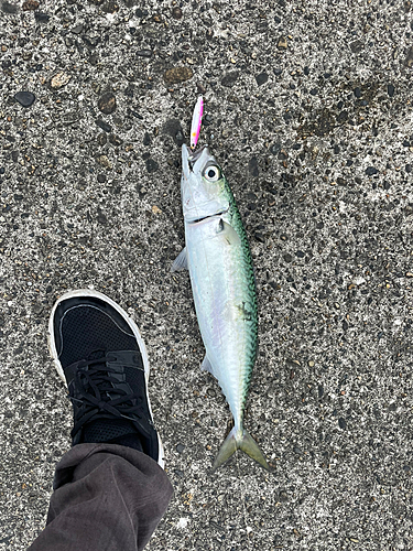 サバの釣果