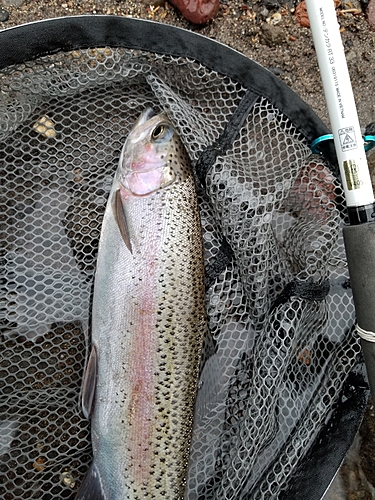 ニジマスの釣果