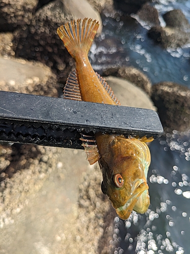 アナハゼの釣果