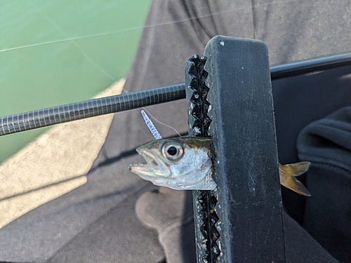 クロムツの釣果