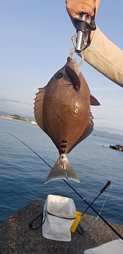 サンノジの釣果