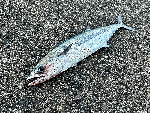 サゴシの釣果