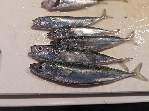 サバの釣果