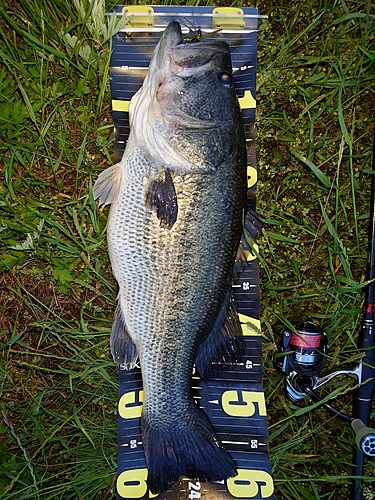 ブラックバスの釣果