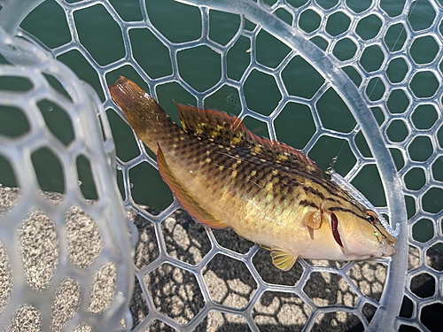 アカササノハベラの釣果