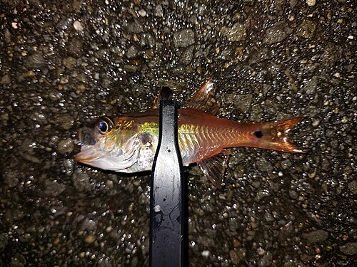 ネンブツダイの釣果